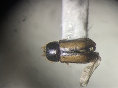 Trypodendron betulae