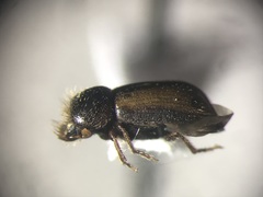 Trypodendron betulae