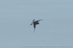 Hydrobatidae