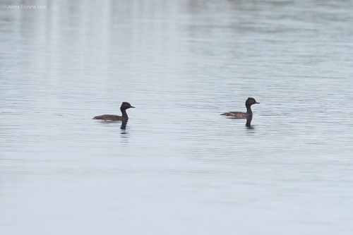 iNaturalist image