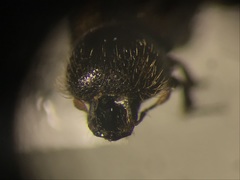 Trypodendron betulae