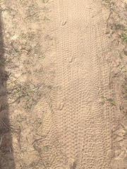 Raphicerus campestris