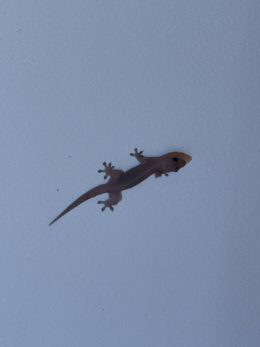 Gehyra mutilata observed 2026-07-18