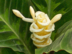 Goeppertia warszewiczii
