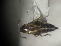 Lordithon scutellaris
