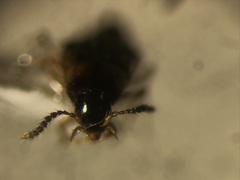 Lordithon scutellaris