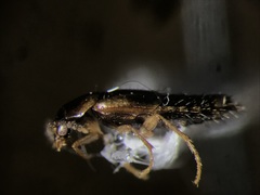 Lordithon scutellaris