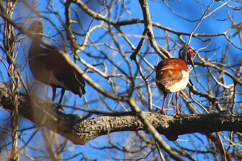 Madagascar Ibis