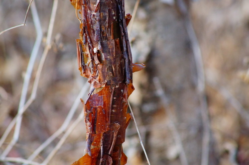 Bursera schlechtendalii (Bursera schlechtendalii)