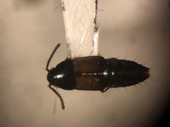 Tachinus basalis