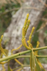 Phoradendron nervosum