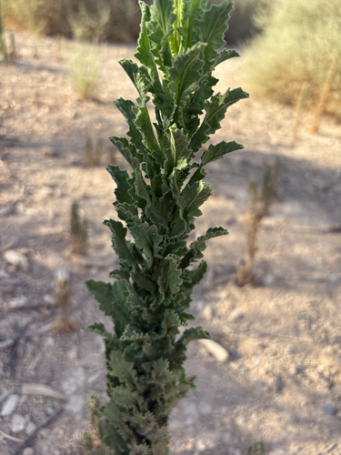 Coulter's horseweed