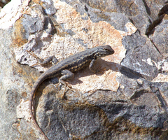 Sceloporus graciosus graciosus