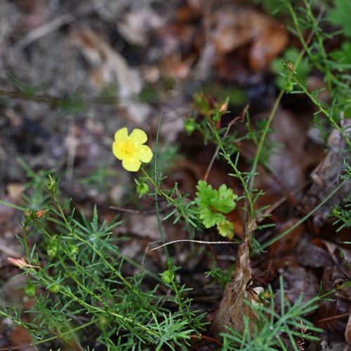 Fumana procumbens, photograph 5