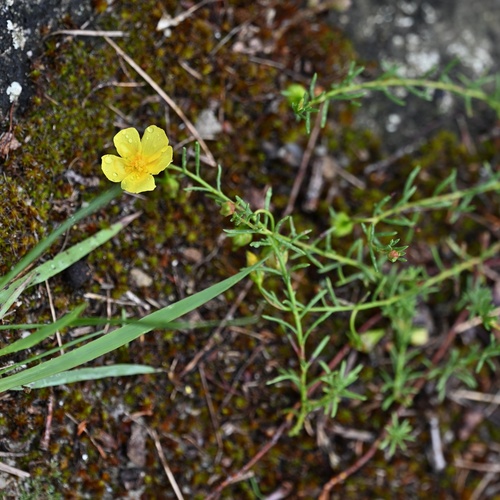 Fumana procumbens, photograph 4