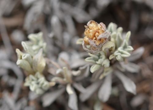 Antennaria umbrinella, photograph 4