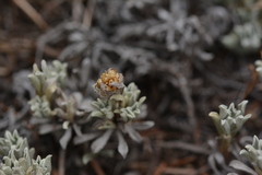 Antennaria umbrinella, photograph (c) Kerstin Reifenrath, some rights reserved (CC BY)