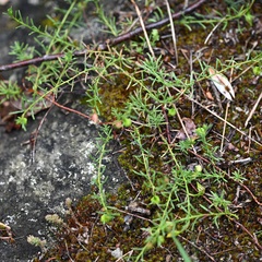 Fumana procumbens, photograph (c) Petr Harant, some rights reserved (CC BY)