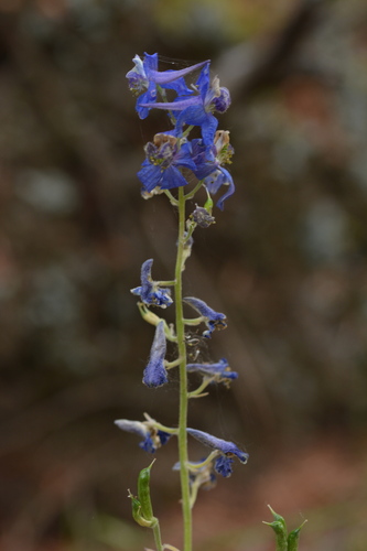 Delphinium nuttallianum, photograph 3