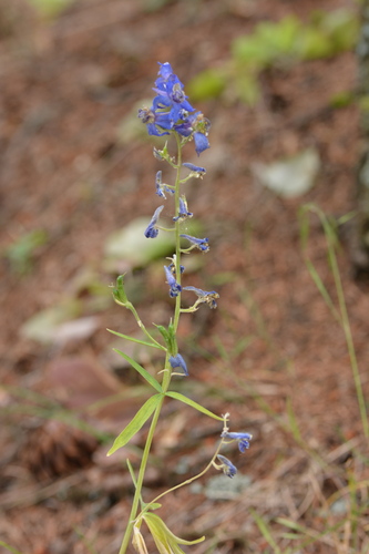 Delphinium nuttallianum, photograph 4