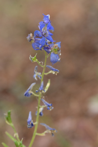 Delphinium nuttallianum, photograph 2