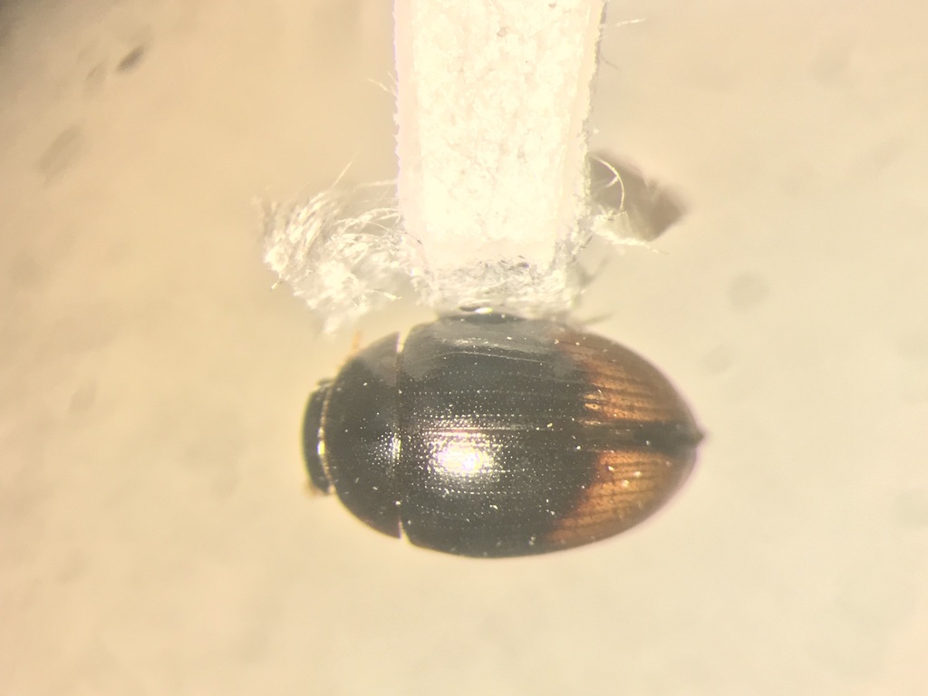 Megasternini