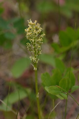 Toxicoscordion venenosum, photograph (c) Kerstin Reifenrath, some rights reserved (CC BY)