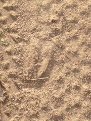 Raphicerus campestris