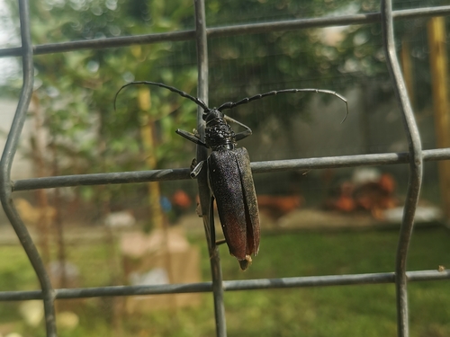 Great capricorn beetle