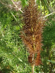 Foeniculum vulgare dulce