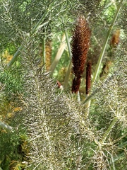 Foeniculum vulgare dulce