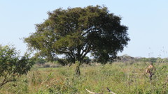 Albizia inundata