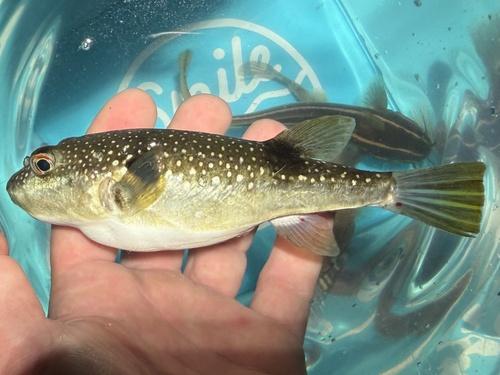 Grass puffer (Takifugu niphobles) — Tetraodontidae — 2