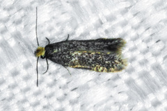 Nepticuloidea