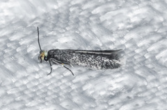 Nepticuloidea