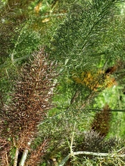 Foeniculum vulgare dulce