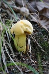 Neoboletus pseudosulphureus