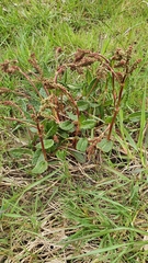 Rumex thyrsiflorus
