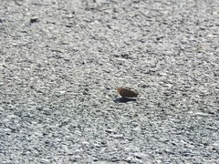 Hipparchia statilinus