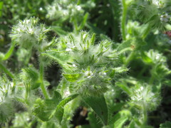 Cryptantha barbigera