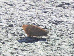 Hipparchia statilinus