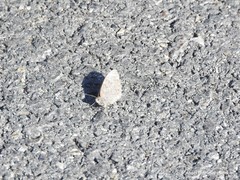 Hipparchia statilinus