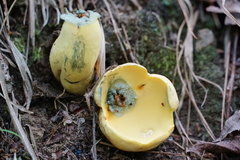 Neoboletus pseudosulphureus