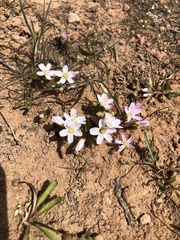 Claytonia lanceolata