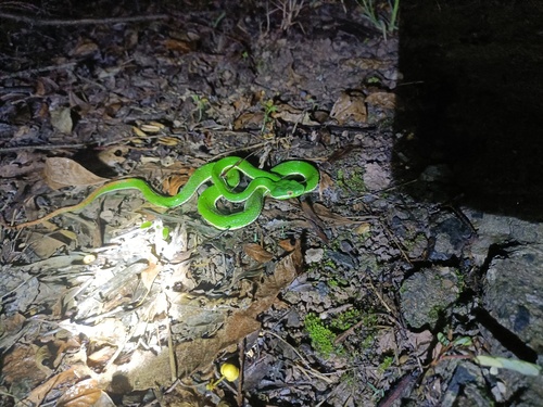 Chinese Green Tree Viper