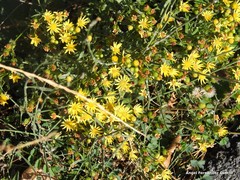 Senecio duriaei