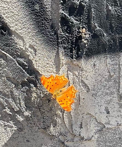 Southern Comma