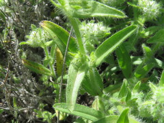 Cryptantha barbigera