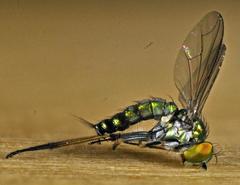 Condylostylus caudatus