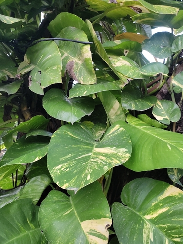 Golden Pothos